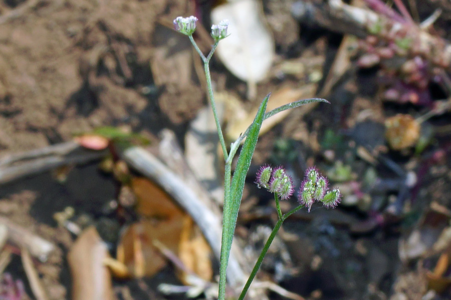 Torilis africana (=Torilis arvensis subsp. purpurea)